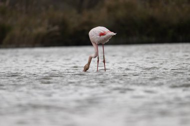 animals in nature in the Camargue reserve during the first courtships