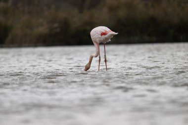 animals in nature in the Camargue reserve during the first courtships