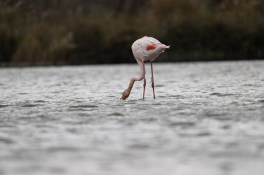 animals in nature in the Camargue reserve during the first courtships