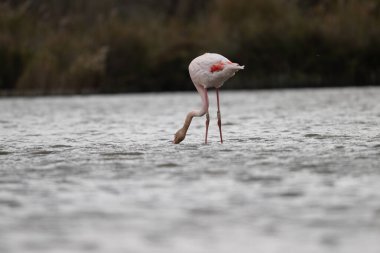animals in nature in the Camargue reserve during the first courtships