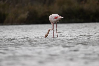 animals in nature in the Camargue reserve during the first courtships