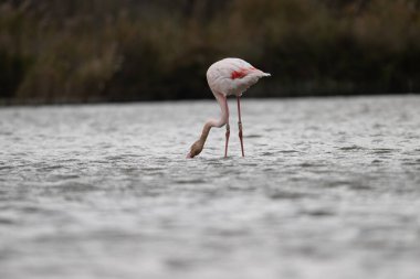 animals in nature in the Camargue reserve during the first courtships