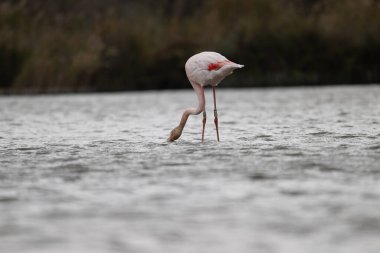 animals in nature in the Camargue reserve during the first courtships
