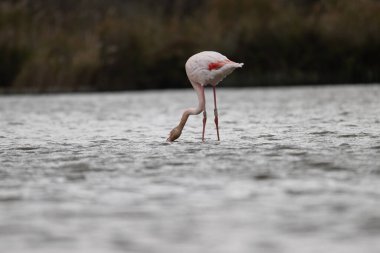 animals in nature in the Camargue reserve during the first courtships