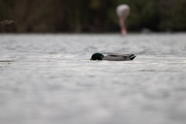 Sudaki bir ördeğin yakın çekimi.
