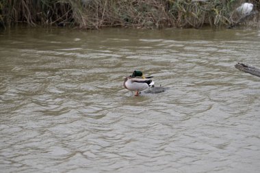Gölde yüzen küçük bir ördek