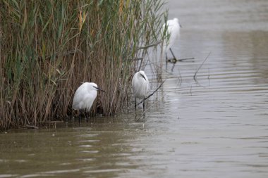 horses in camargue 2025 