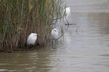 Sudaki beyaz balıkçıl