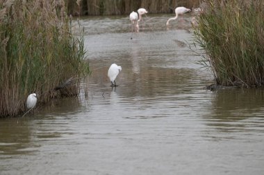 Büyük beyaz balıkçıl (ardea alba )