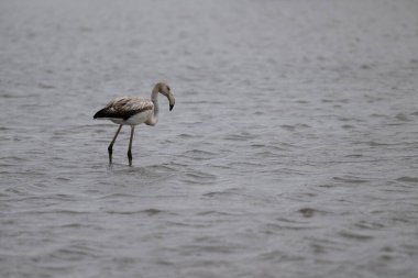Gölde siyah flamingolar