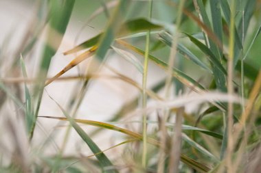 çimenler tarlada yakın