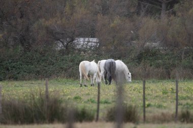flamingos at sunset Camargue 2025