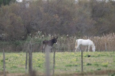 flamingos at sunset Camargue 2025