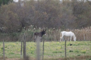 flamingos at sunset Camargue 2025