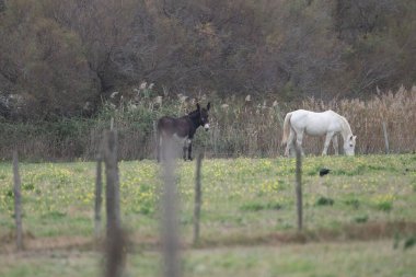 flamingos at sunset Camargue 2025