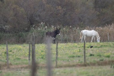 flamingos at sunset Camargue 2025
