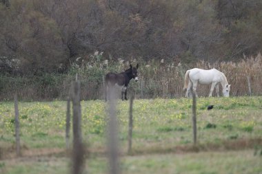 flamingos at sunset Camargue 2025