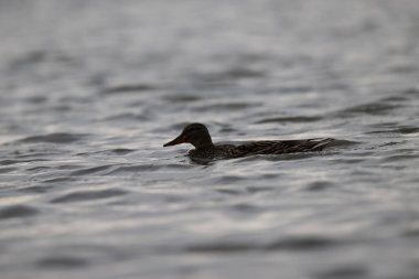 a selective focus shot of a duck on the lake during daytime