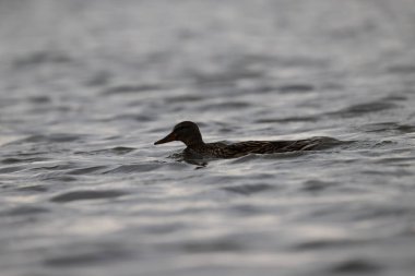common duck ( anas platyrhyis )