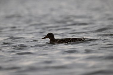 duck in nature. nature background.