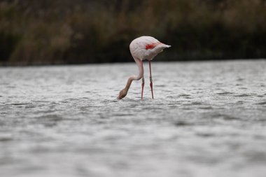 Doğada gölde flamingo