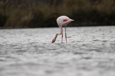 Flamingo kuşu gölde