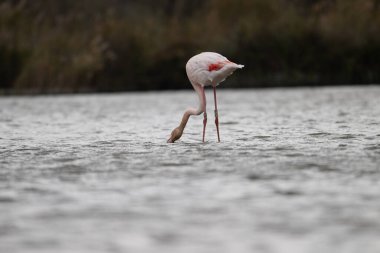 Bolivya 'daki gölde bir flamingo.