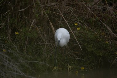 great egret ( ardea alba ), white egret, egret, ardea alba, white egret