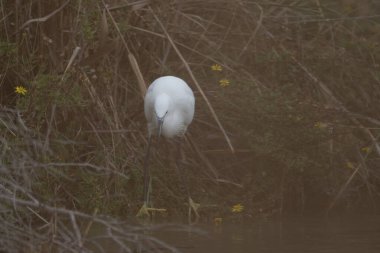 Sudaki beyaz balıkçıl