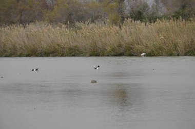 Sudaki bir kuş sürüsü.