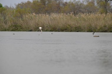 Sudaki bir kuş sürüsü.