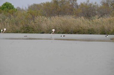 Sudaki bir kuş sürüsü.