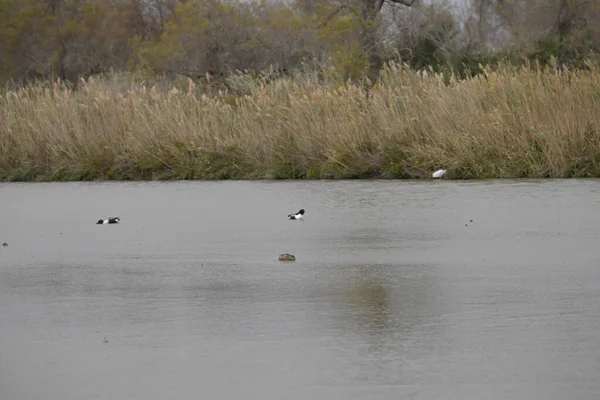 Ördekler gölde yüzüyor.