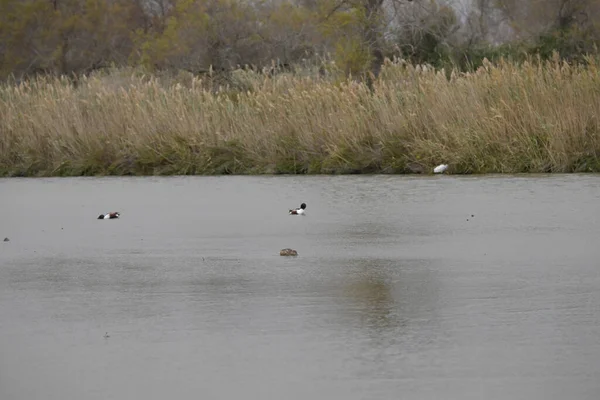 Sudaki bir kuş sürüsü.
