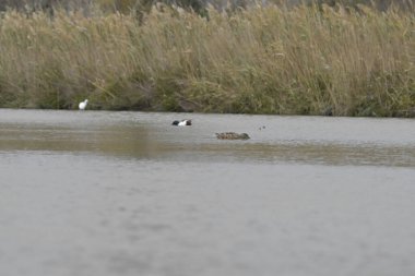Beyaz bir kuşun yakın çekimi.