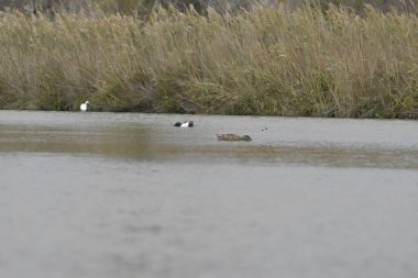 Suda yüzen beyaz ördeğin yakın çekimi.