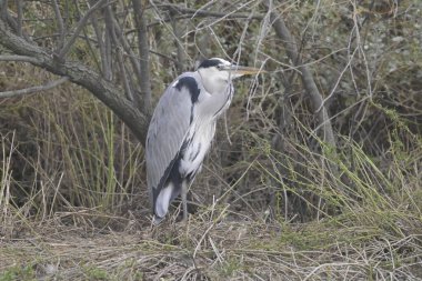 Japonya 'daki büyük gri balıkçıl (lodea cinerea)
