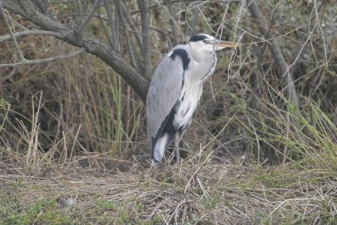 Büyük balıkçıl (ardea alba) tünemiş