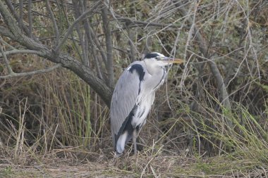 Gri balıkçıl (ardea cinerea )