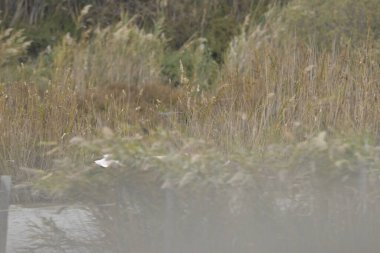 Kuzeydeki küçük baltrum adası.