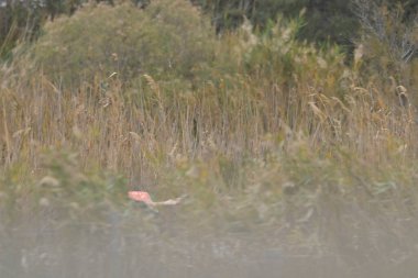 Sudaki küçük bir kuş.