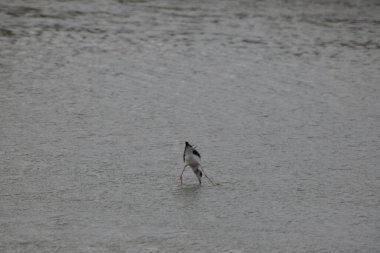 Siyah başlı balıkçıl (ardea cinerea) )