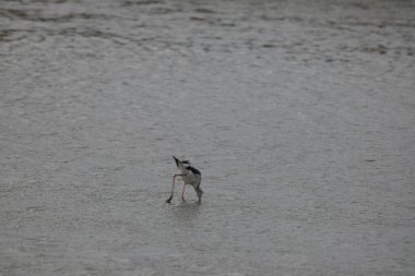beyaz - kuyruklu stilt (stilt himantopus topus stilt )