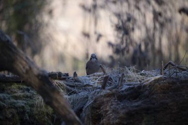 Büyük ghiandaia colorata nel bosco in un capanno