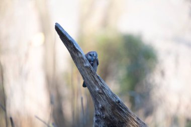Büyük boynuzlu geyik, dendrocyum cristata
