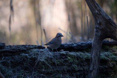 Ormandaki mavi karga