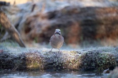 Göldeki kuş, doğa.
