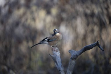 Bir kuşun yakın plan çekimi.