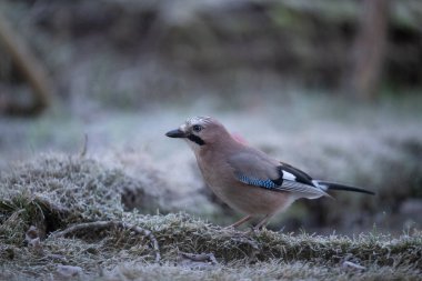 ortak thatch, spaeuroeuropaea