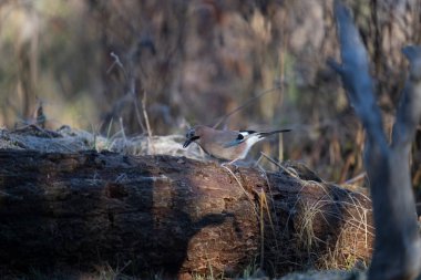 ortak thatch, spaeuroeuropaea